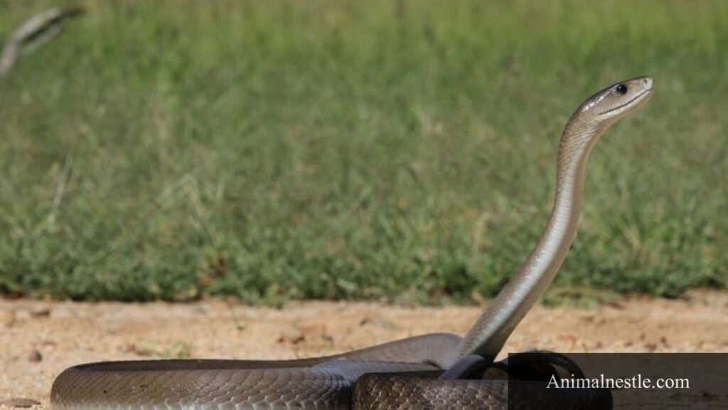 example of reptiles