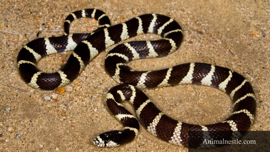 reptile examples