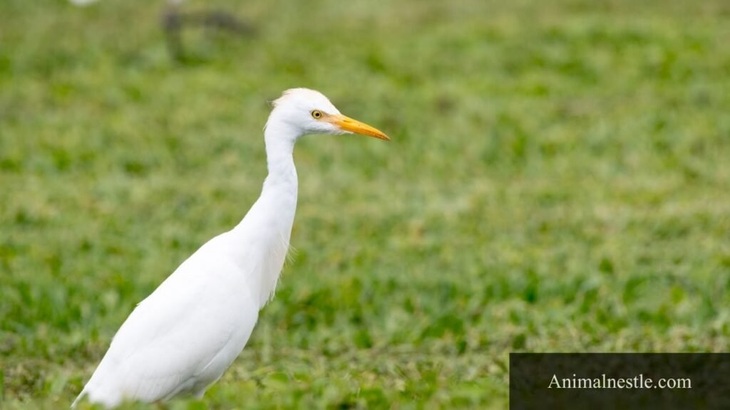big white birds