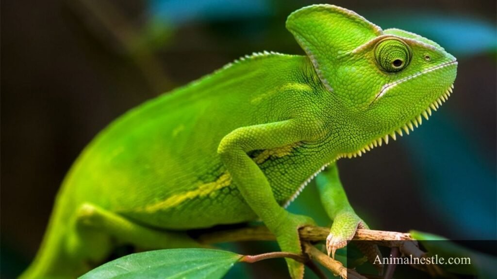 example of ovoviviparous animals