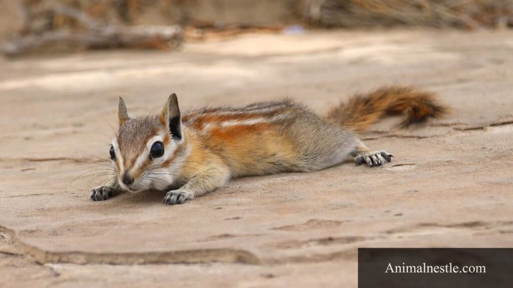 animals that live in a field
