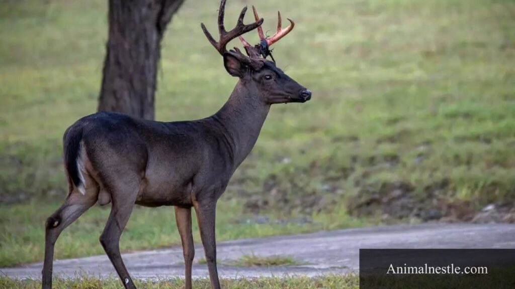 Viviparous Animals Pictures