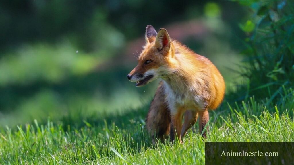 animal lives in field