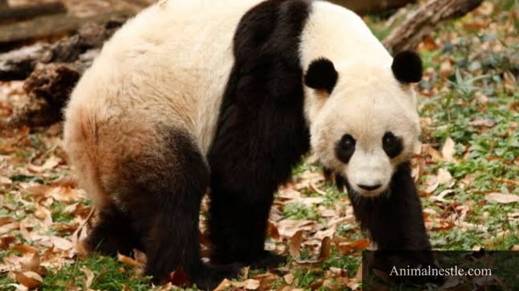 which animals eat bamboo