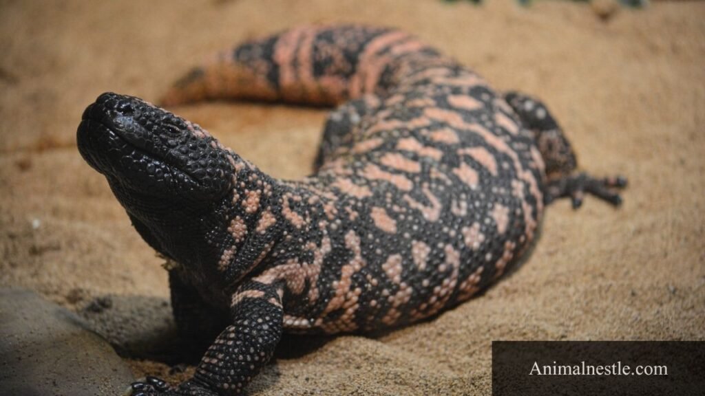 reptiles animals examples