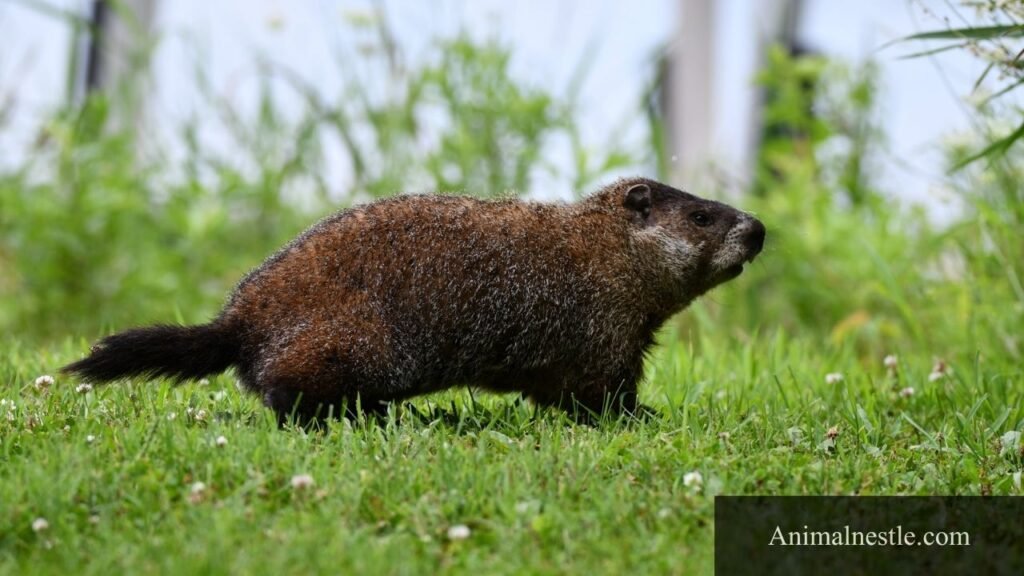 an animal that lives in a field