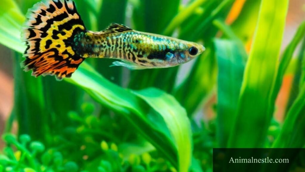 10 examples of ovoviviparous animals