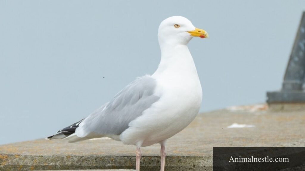 white birds name
