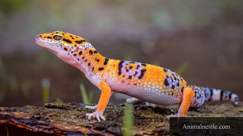 different types of reptiles