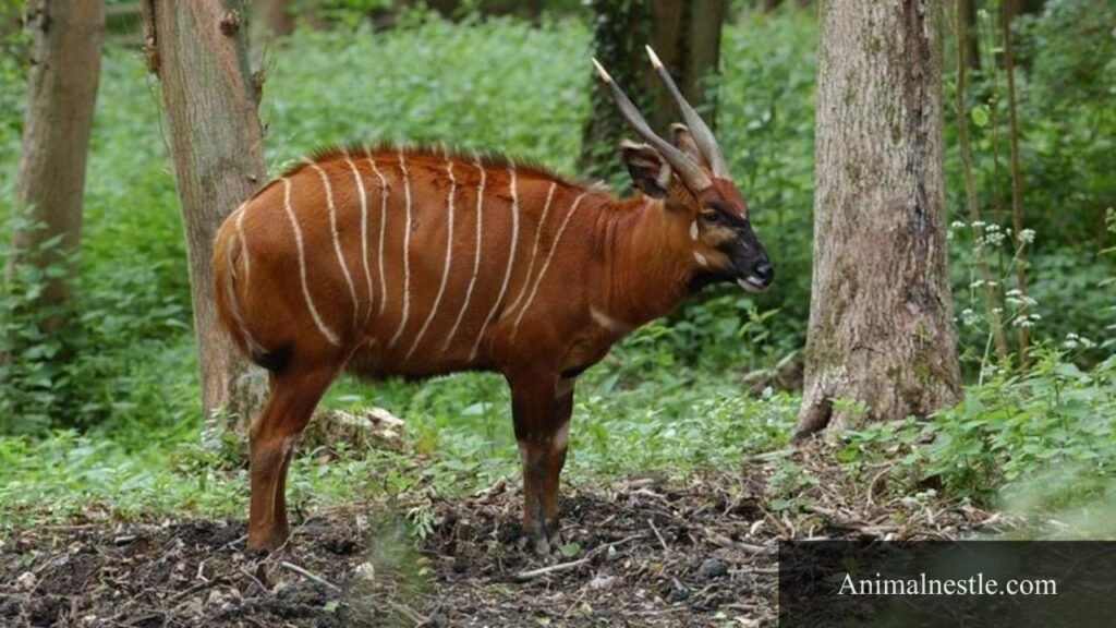 what animals eat bamboo in the rainforest
