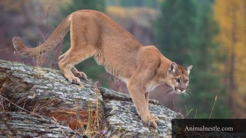 what mammal can jump the highest