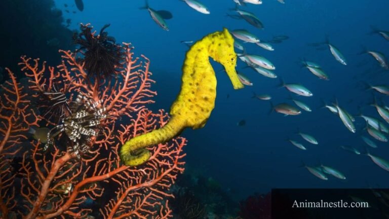 Ovoviviparous Animals in The World