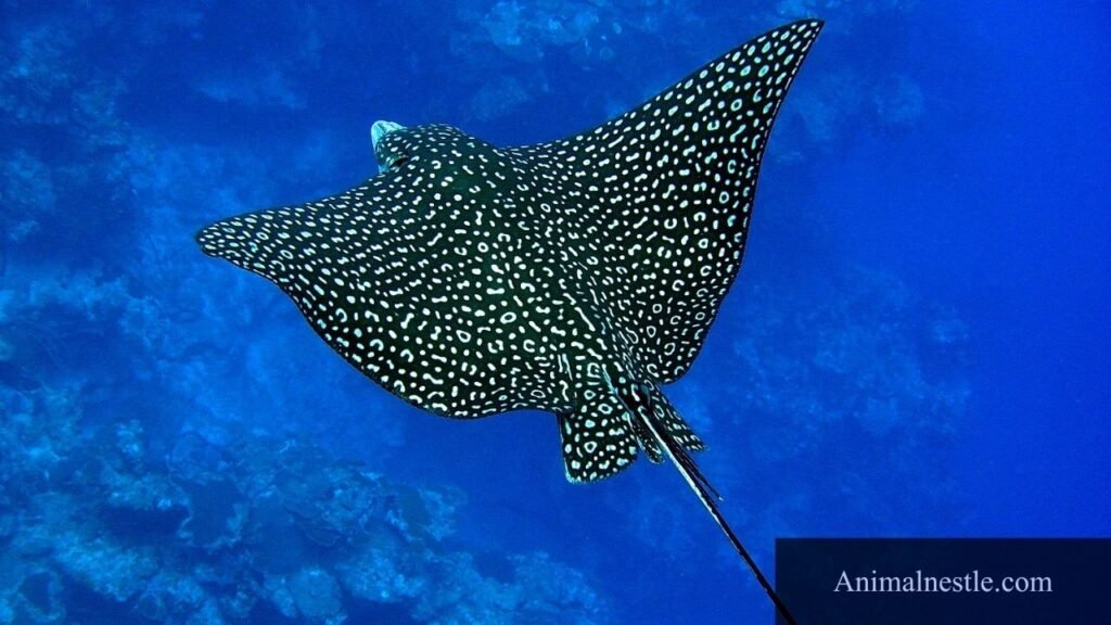 ovoviviparous species