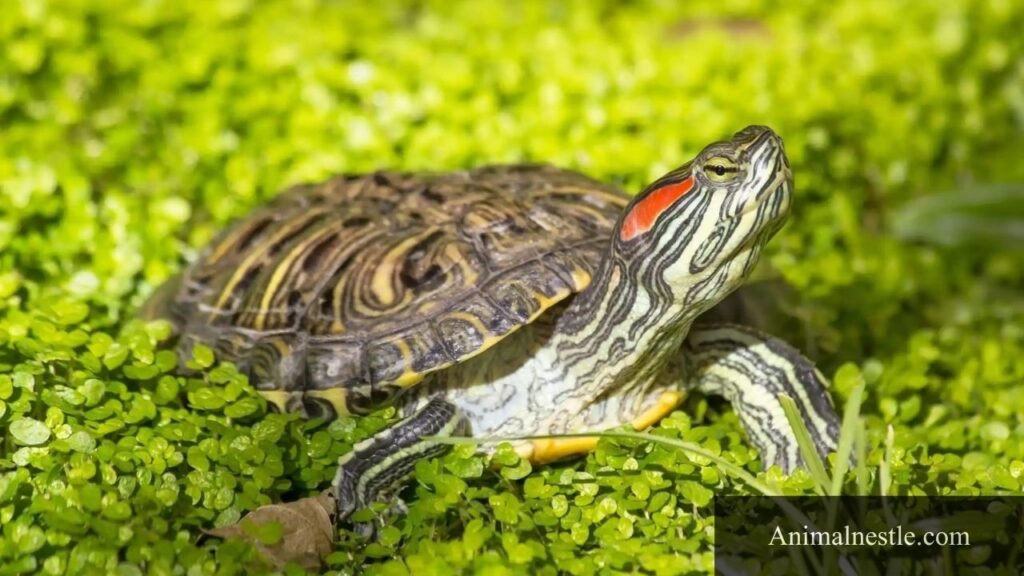 type of reptiles