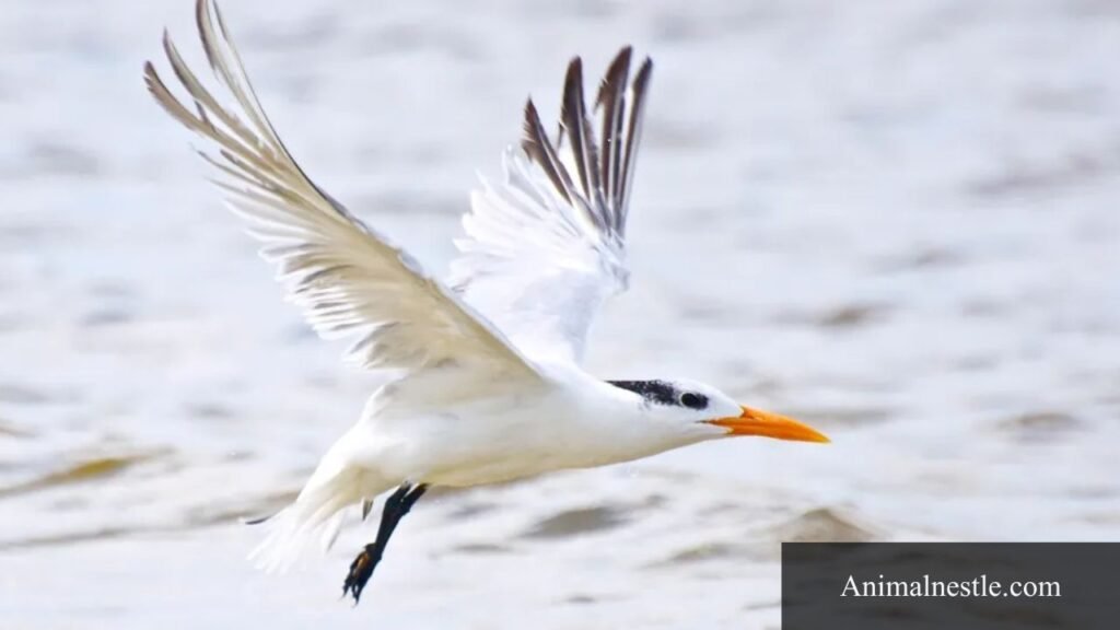 big white bird