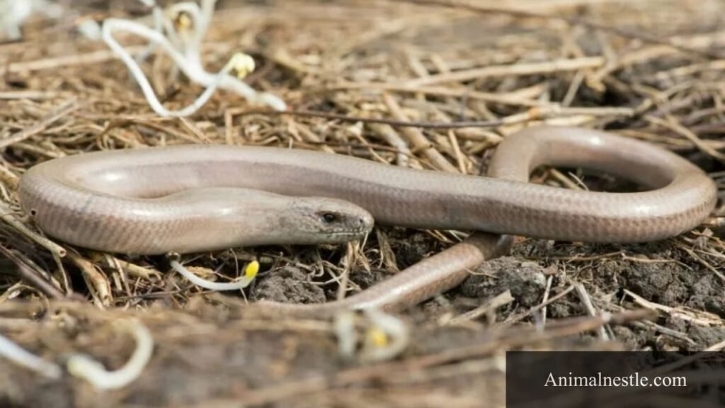 ovoviviparous reptiles