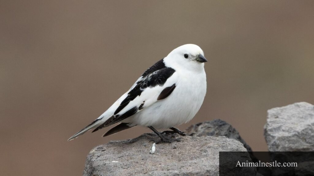 small white birds