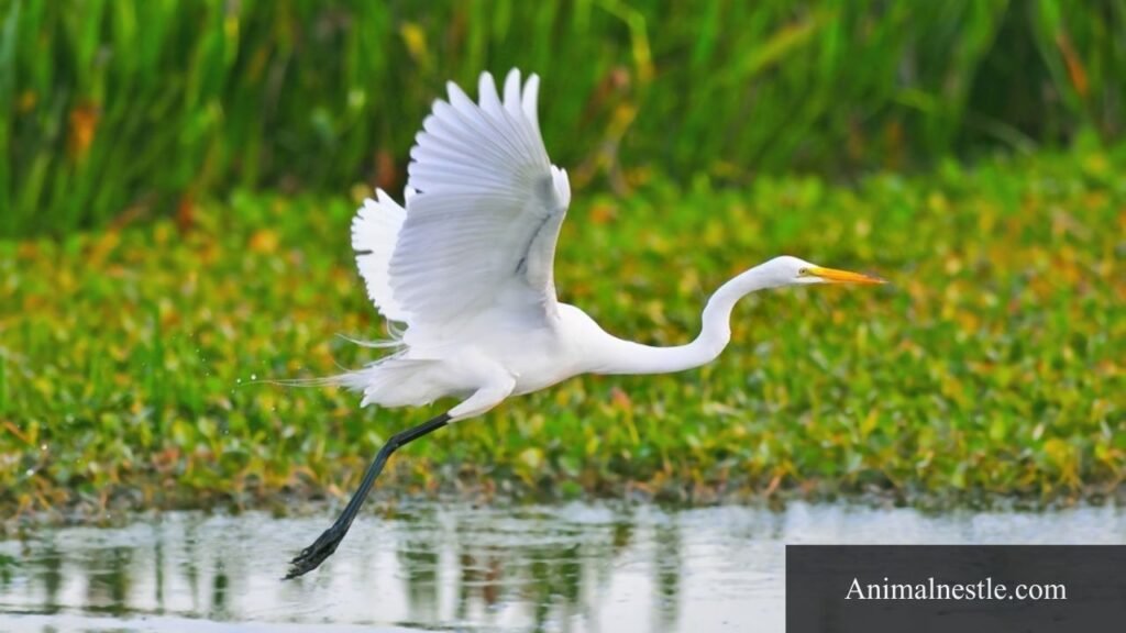 large white bird