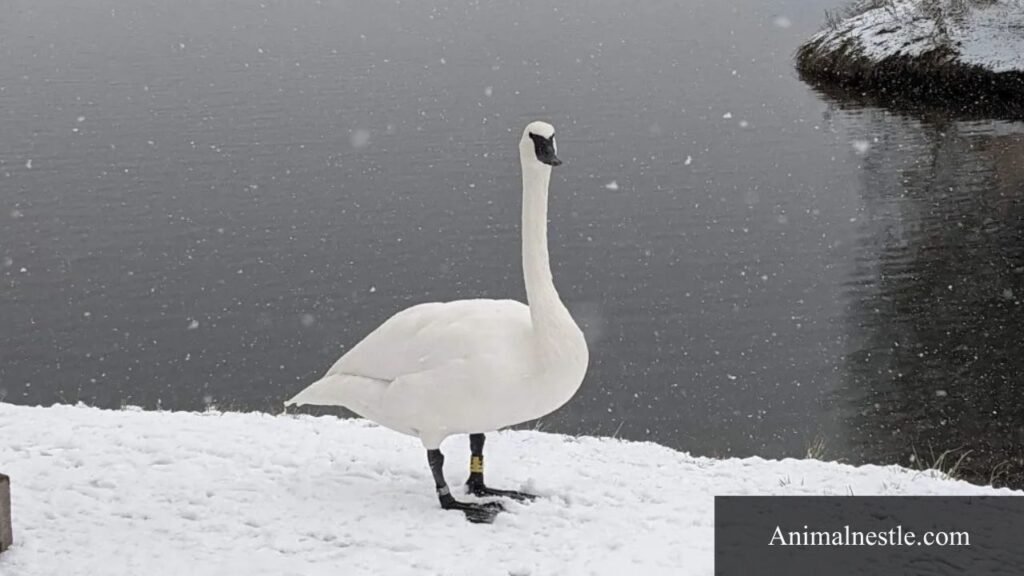 large white birds