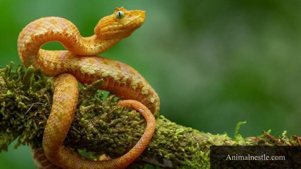 examples of ovoviviparous animals