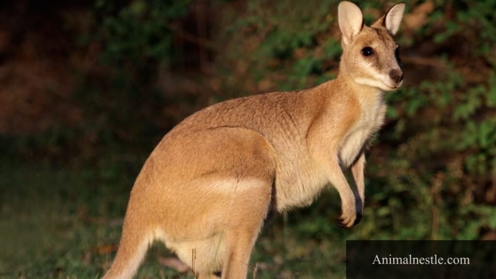 animals that can jump high