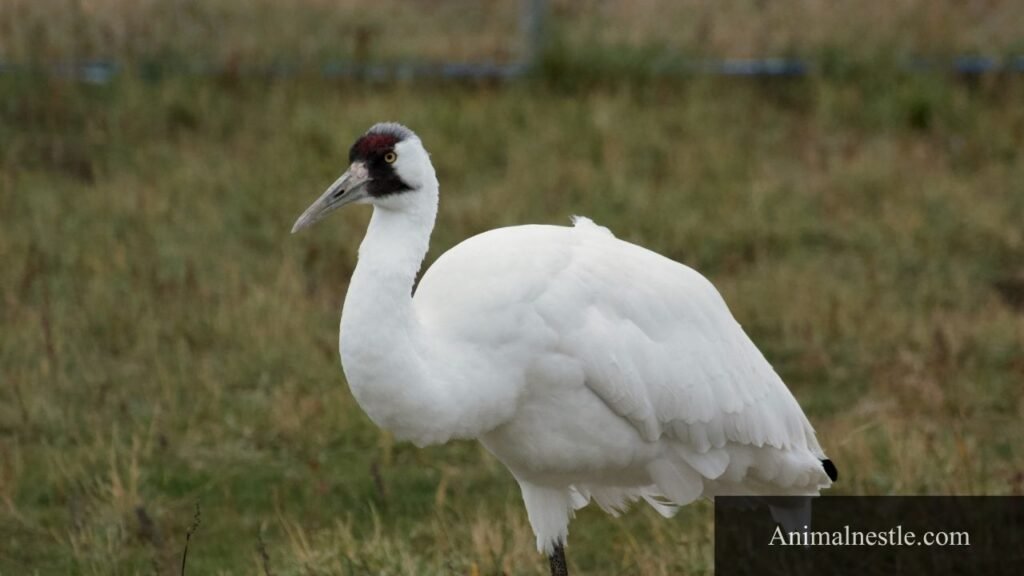 white birds that fly