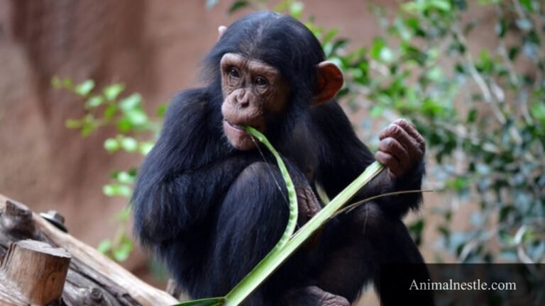 animals that eat bamboo