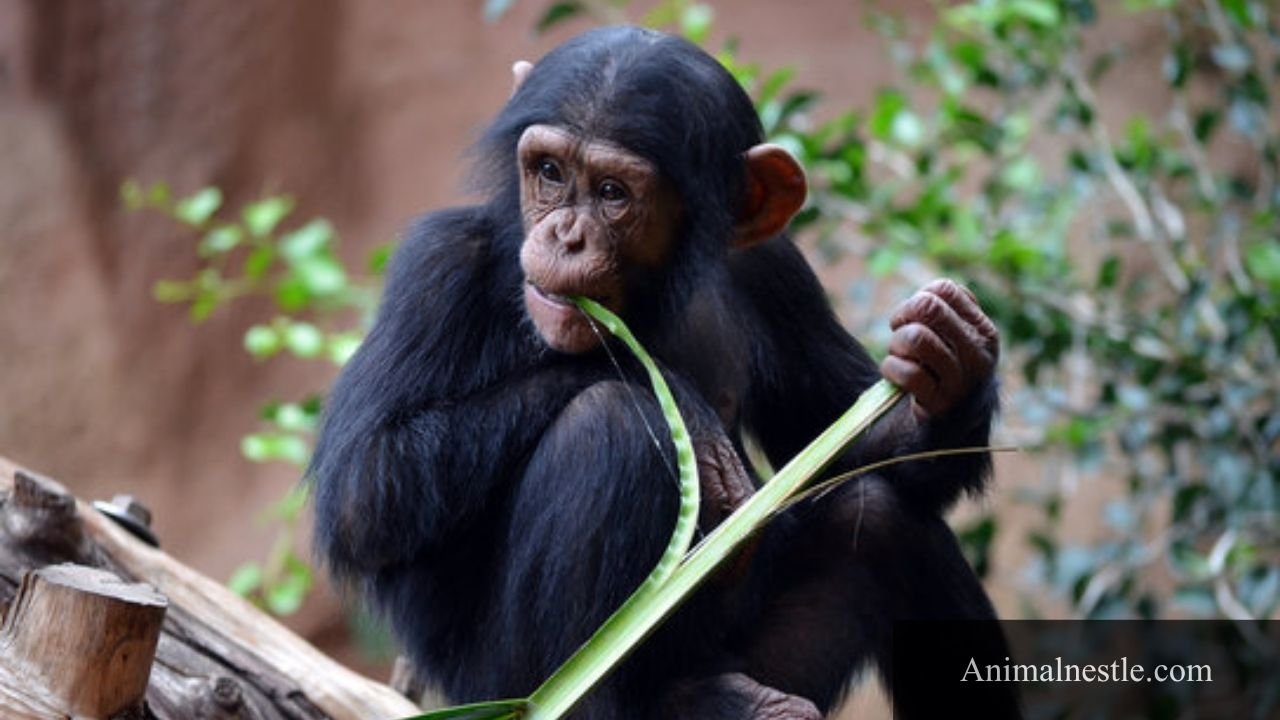 animals that eat bamboo