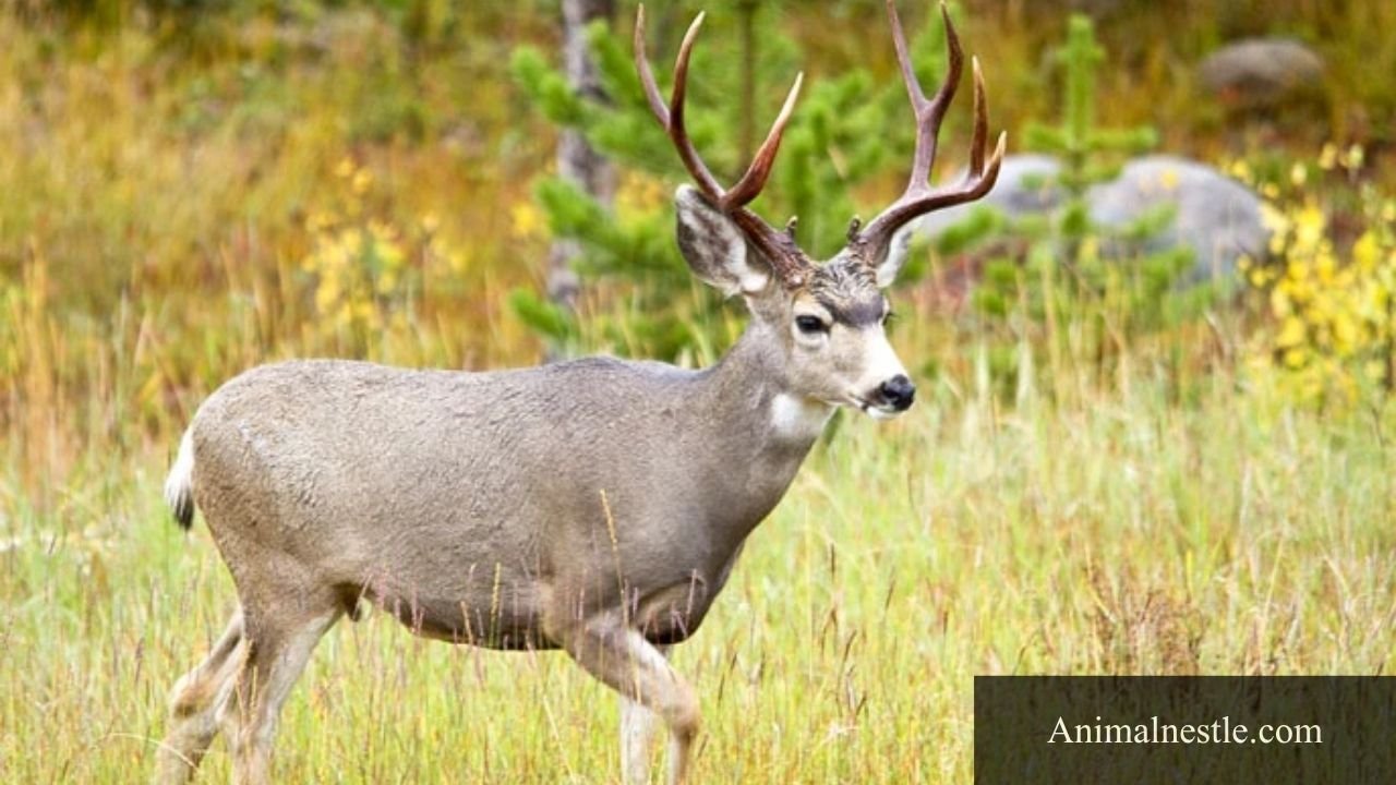 animals that live in fields