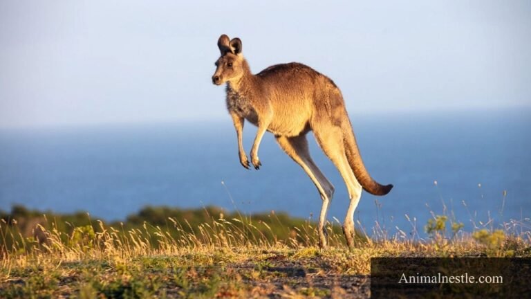 jumping animals
