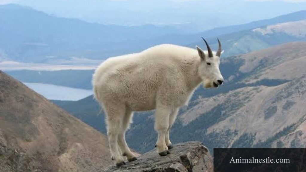 highest jumping animal