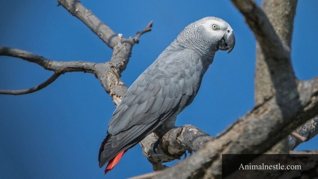 animals that start with the letter a