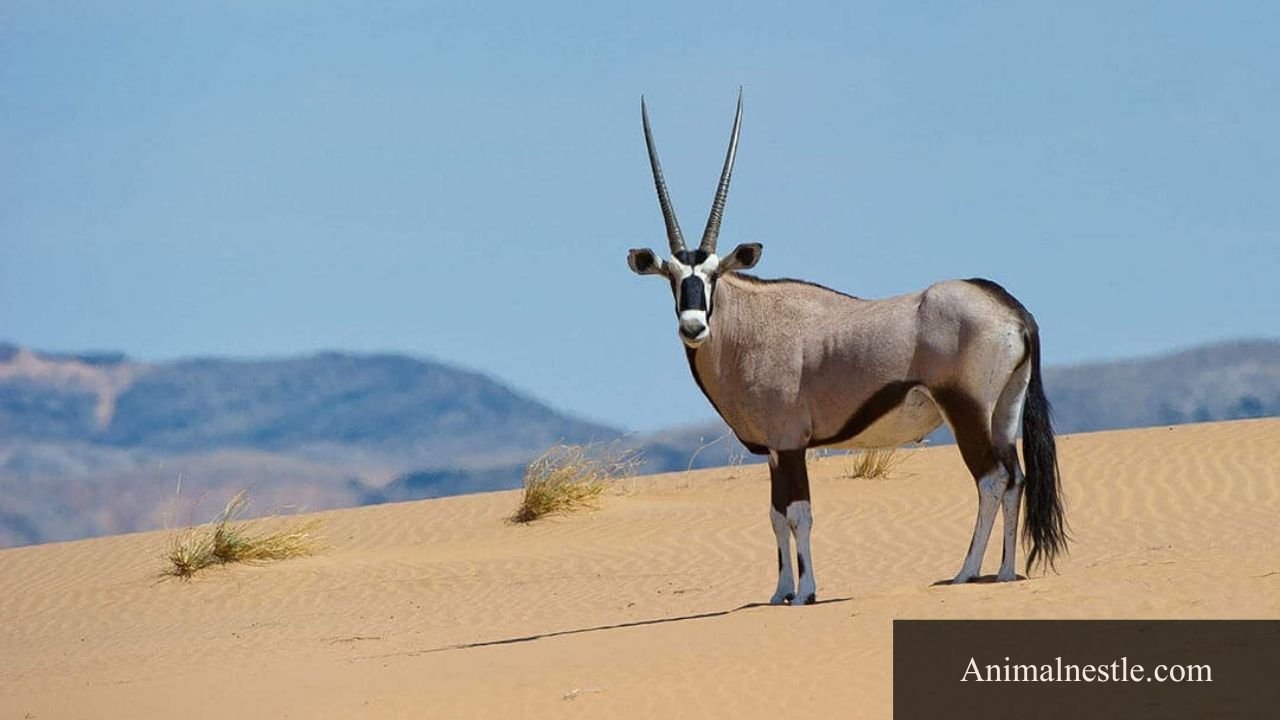 Animals that start with A