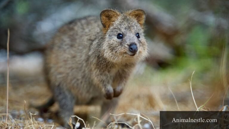 Animals that start with q