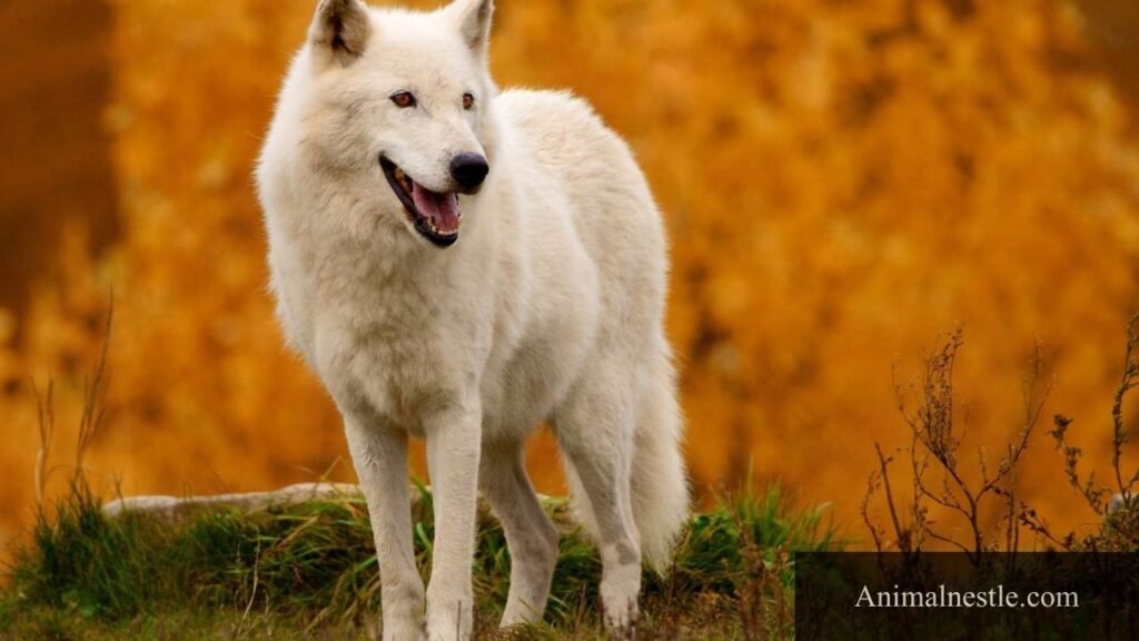 animal starts with a