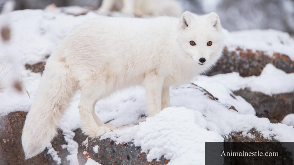 animals starting with a