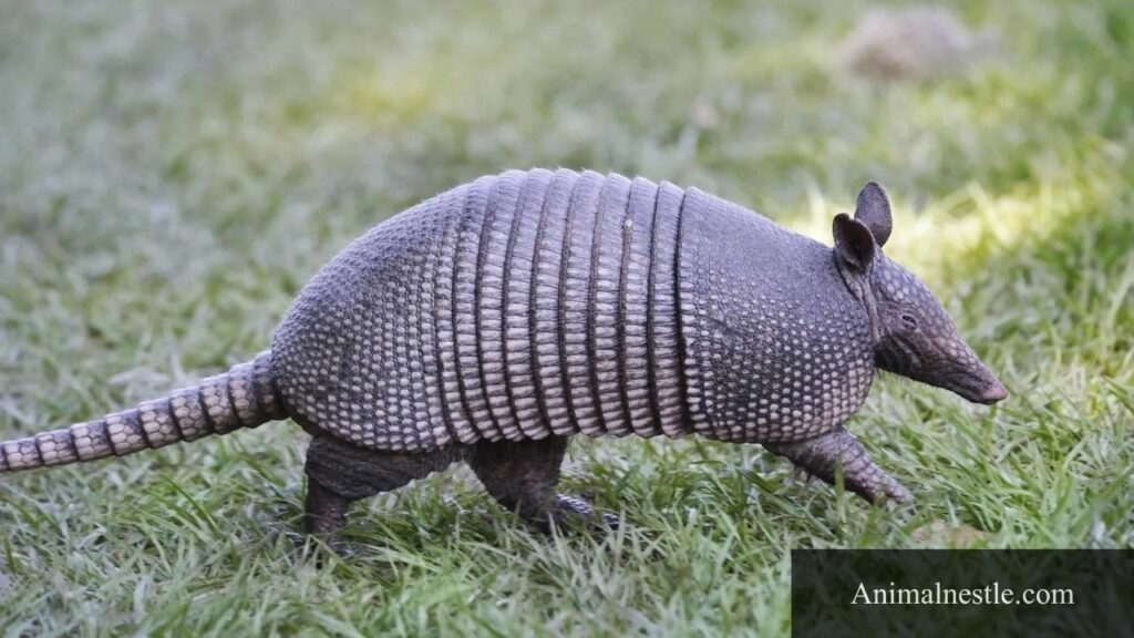 animal with a