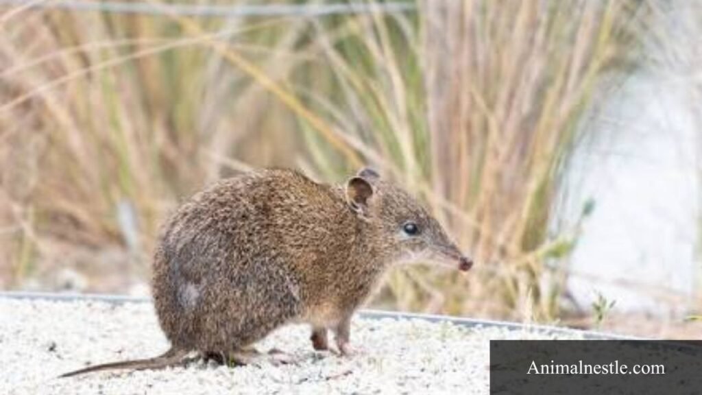 animals that start with the letter b