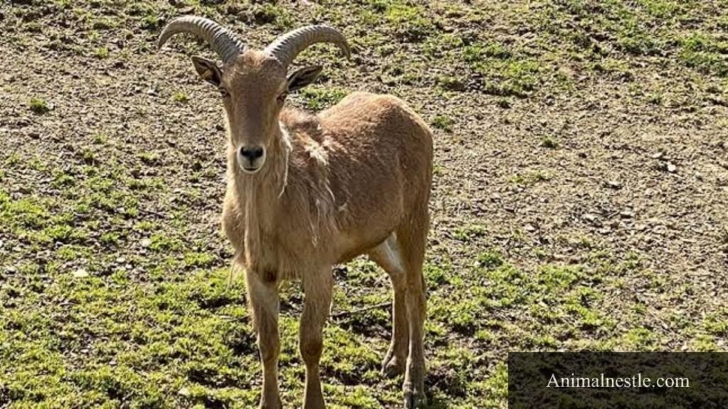 which animals have a mane