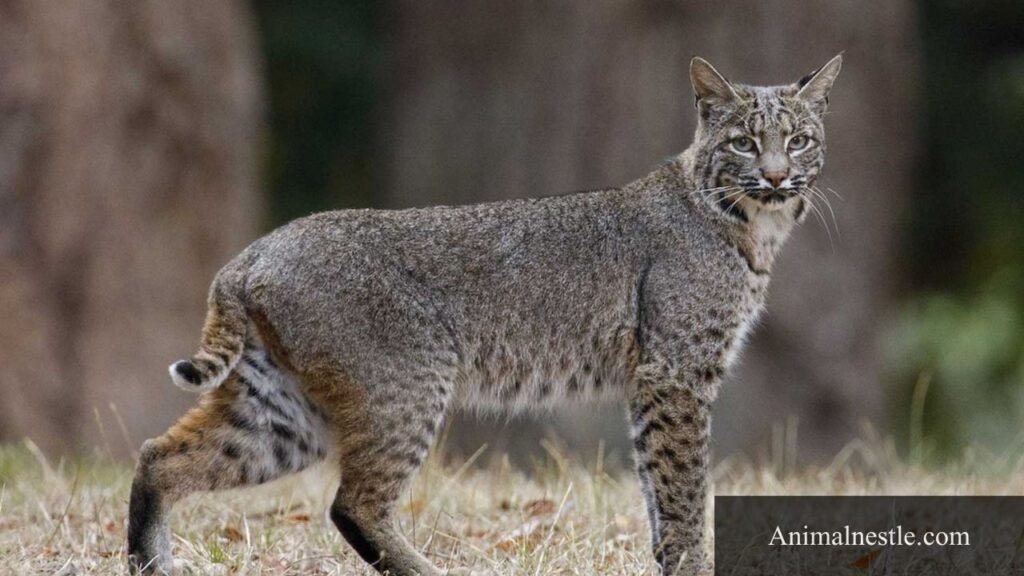 animal that starts with b