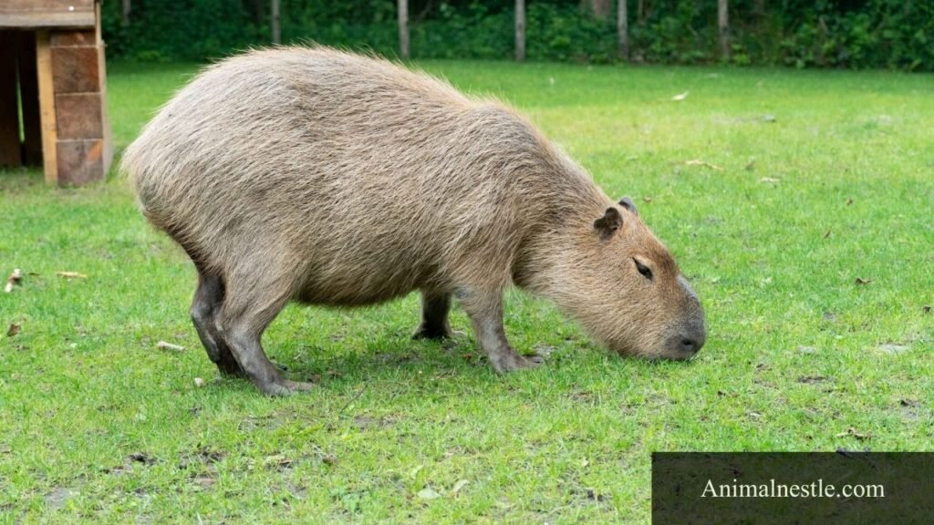 animals starting with c