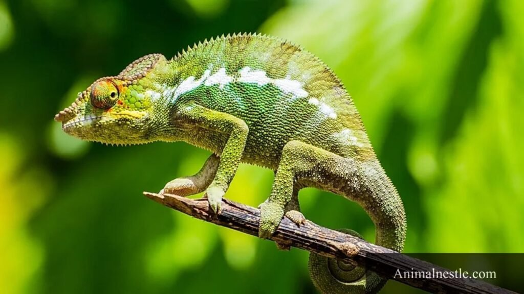 animals with c