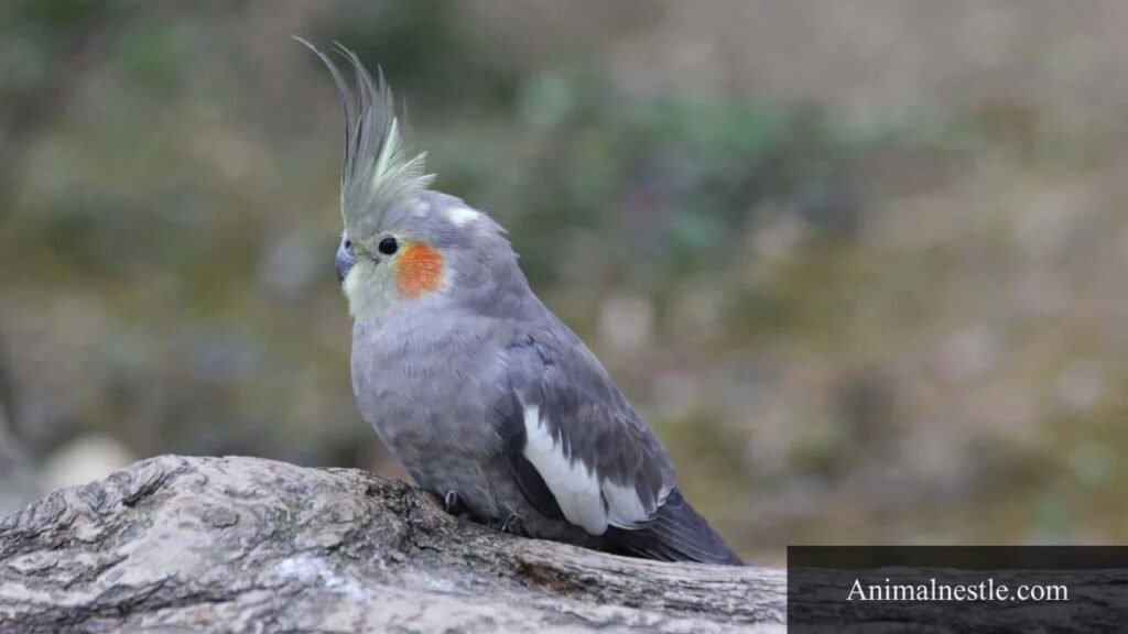 animals with letter c