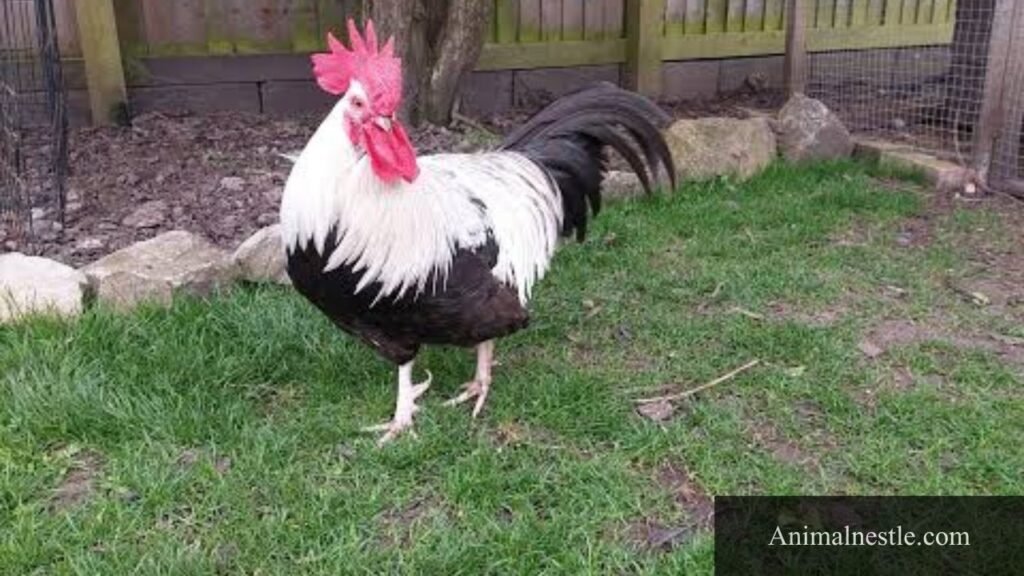 animals beginning with d