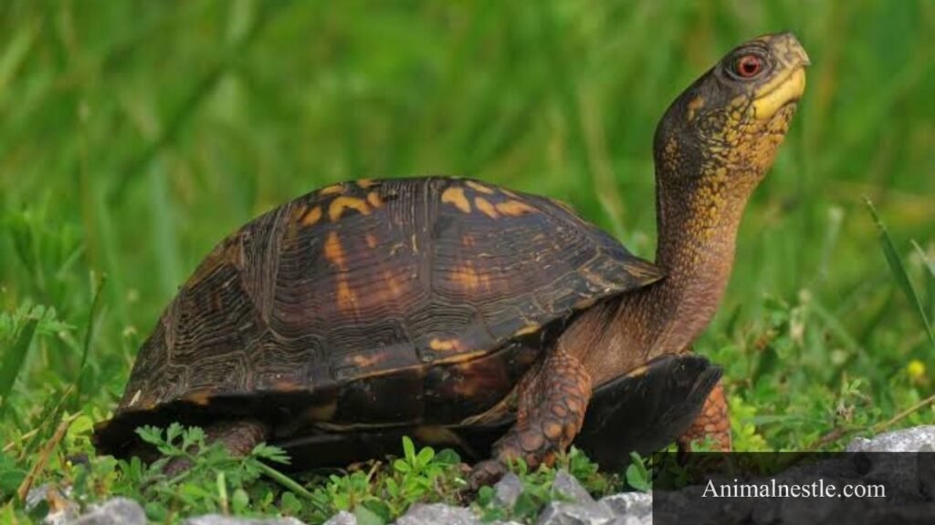 animal that starts with e