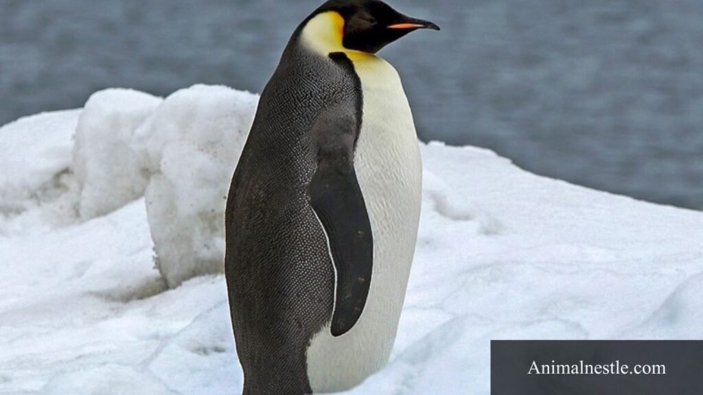 what animal starts with e