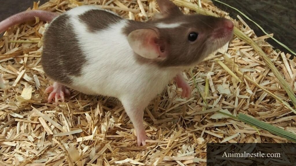 animal with f