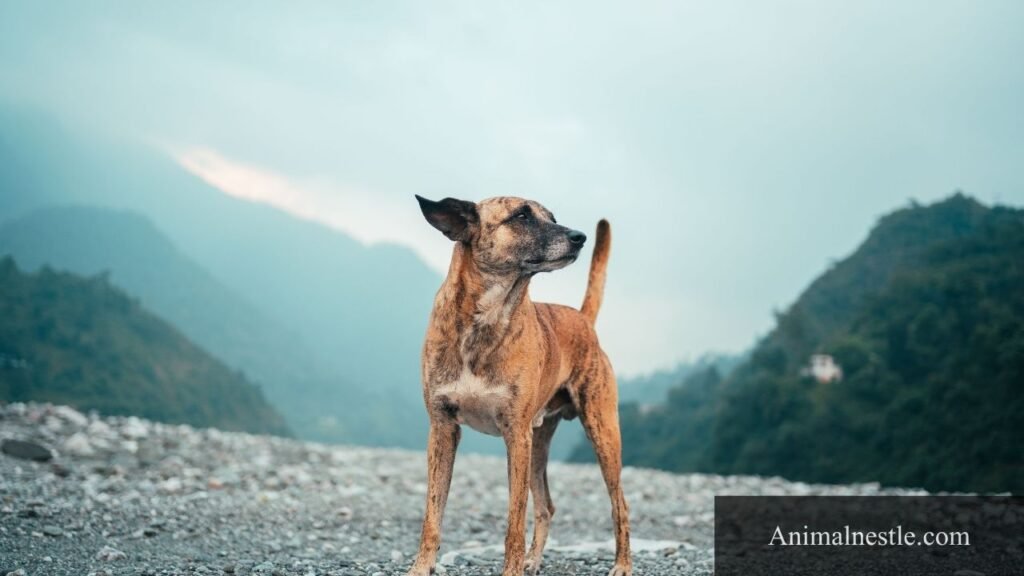 animals that start with the letter f