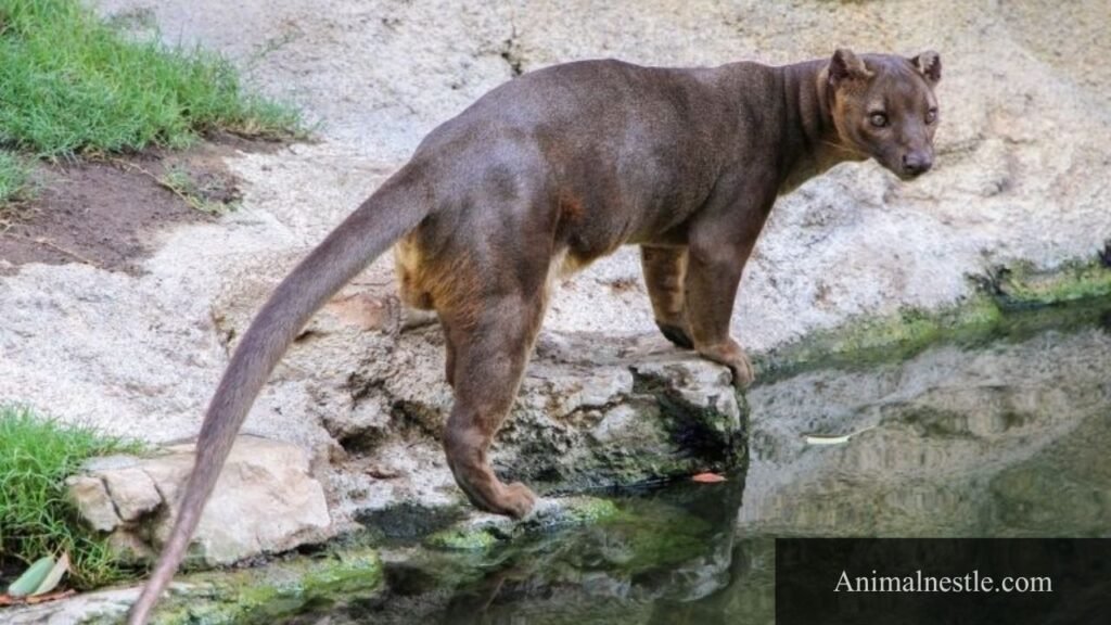 what animal starts with f