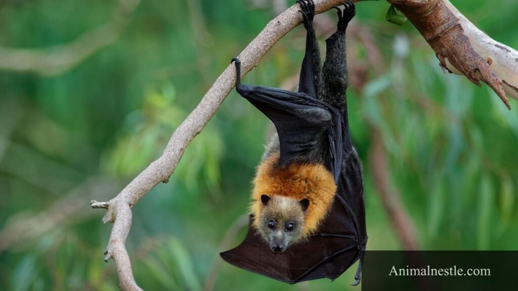 animal that starts with f